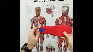Poron Heel Cushion - KIds orthotics sports