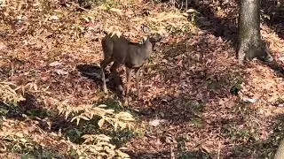 Little Bankhead National Forest spike just watching