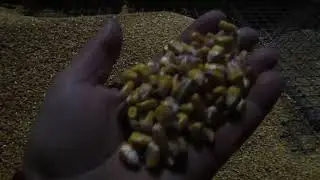 2022.11.07. Drying corn from 28% moistre!