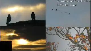 The Nature at her best |  October week 1 & 2 | Archive 2025