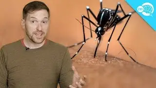Are Some People Immune To Mosquitoes?