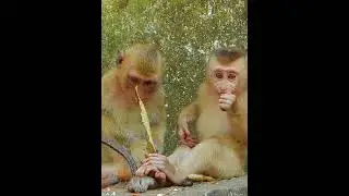 Jovi #short #trending #Viral #baby #Cute #Monkey #Baby Monkey
