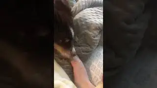 Dog chewing toenail ASMR 15 min loop