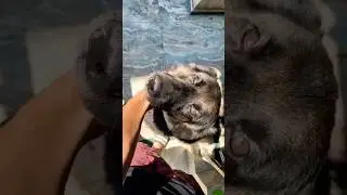 The Secret Language of Canine Affection #dog #doglover #satisfying  #shorts #cute  #animals