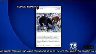 Lake Tahoe Park Officials Warn Hikers To Stop Taking Selfies With Bears