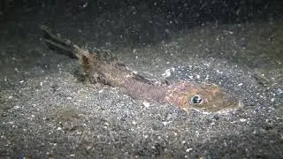 Bobbit Worm Captures Small Fish And Takes Down Into The Sand