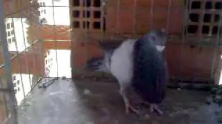 21022009015.mp4