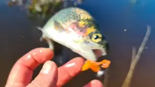 EXCITING trout fishing news