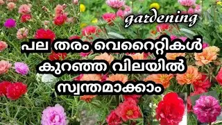 വെറൈറ്റികൾ കുറഞ്ഞ വിലയിൽ/Gardening Malayalam/Table Rose Plant/Online shopping/Zain World