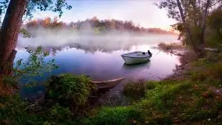 MELODIC NATURE SERENADE: Birdsong-infused Relaxation Tune 🎶🌳 #naturesounds #birdsounds #relaxation