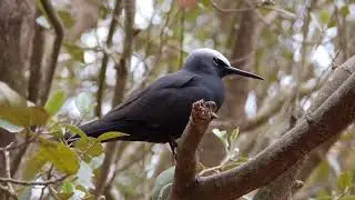 Norfolk Island Nature