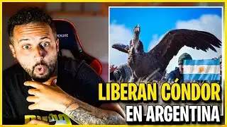 Liberan un CÓNDOR en ARGENTINA 🇦🇷 *MUY EMOCIONANTE*