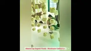 Nature Cap Organic Food- Mushroom 🍄 Cultivation....👍🍄🍄🍄