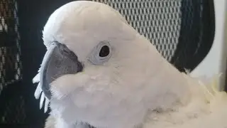 EMERGENCY BIRD ROOM LIVE!! A PARROT RESCUE NEEDS OUR HELP!| Victoria Cockatoo Update