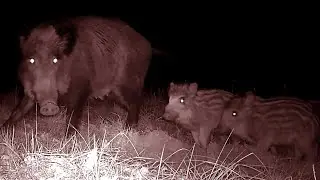 Wild Boar Family: Night Vision - Sow & Piglets (Haiku Video)