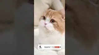 Cat Coin Ki Entry 🐈&zwj;⬛ 🔥#catcoin#shorts