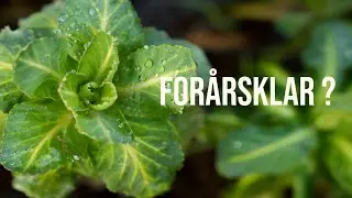 Forårsklar?