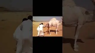 #small  camels are desert ships #shorts