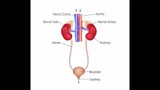 What Is Excretion | Execration In Biology | Homeostasis,