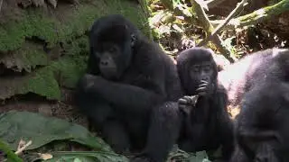Gorilla Family Bonding Nature's Playground in Action! #GorillaFamilyBondingPlaygroundinAction