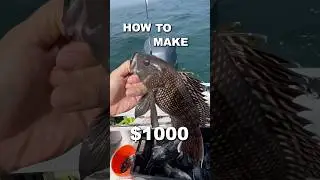 How Much Money can you Make Fishing? #shorts