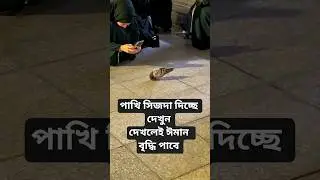 পাখিরা তার মালিক কে সিজদাহ্ দেয় দেখুন 💥#islam #islamic #islamicstatus