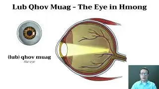 Lub Qhov Muag - The Eye In Hmong - Medical Vocabulary
