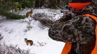 Охота с дульнозарядным ружьем в конце сезона!