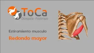 Como estirar el musculo Redondo mayor