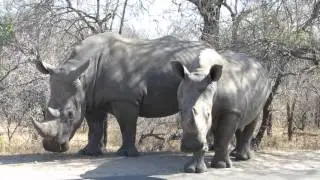 Group Open Vehicle Safaris KNP