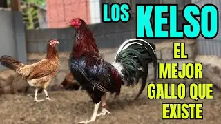KELSO... THE BEST ROOSTER THAT EXISTS???