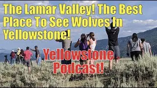 The Lamar Valley! The Best Place To See Wolves! Yellowstone Podcast