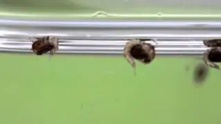 Mosquito pupae movements
