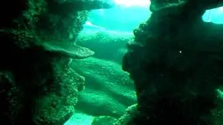 The Cute Underbelly