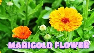 Top 10 Colorful MariGold Flower Ever You Seen | Amazing Flowers Video(HD)
