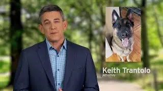 Trantolo & Trantolo | Dog Bite | Long Island