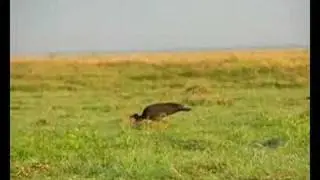 Cercibis oxycerca / Sharp-tailed Ibis_D.Ascanio