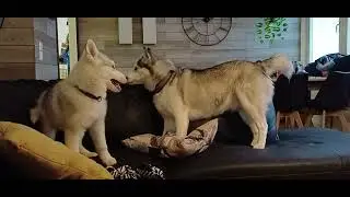 Granny Halla playing with Hali the puppy ASMR
