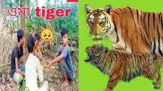 ওমা tiger 🐅 green screen effect video/ green screen effect with lion / sher wali video kaise banaye