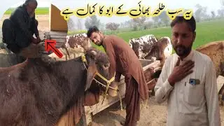 طلحہ  بھائی نے بہت اچھی سپورٹ کی ہے Talabai love you 