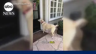Dynamic dog's daily visits to neighbors 'never gets old'