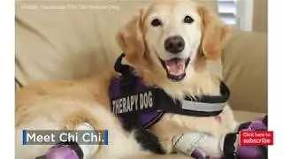 Chi Chi, a quadriplegic dog, has quite the survival story