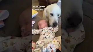 Our Dog Loves Kissing our Newborn Babies!