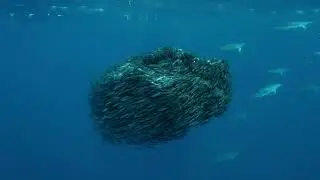 Freedive en Azores