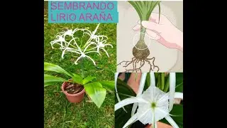 FLORACION DE MI LIRIO ARAÑA Y TRANSPLANTES