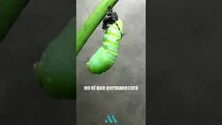 &iexcl;As&iacute; transcurre la METAMORFOSIS de una MARIPOSA MONARCA! 🦋