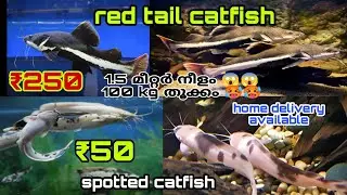 red tail catfish ഏറ്റവും കുറഞ്ഞ വിലയിൽ | monster fish wholesale വിലയിൽ വാങ്ങാം | arapaima price |