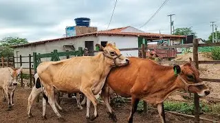 VACAS LEITEIRAS DE ALTA PRODUÇÃO: JERSEY, GIROLANDA E MAIS NA FAZENDA ZÉ DE DANDA! 🐄