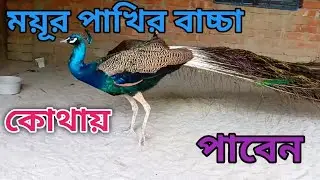 ময়ূর পাখির বাচ্চা কোথায় পাবেন এবং খাবার কি। peacock farm in Bangladesh.