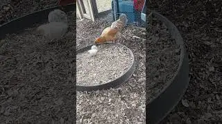 Solitaire teaching chicks #chicken #backyardchickens #rooster #chickencoop #homesteading
